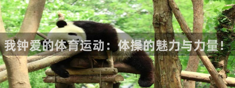 尊龙官网下载平台假的吗是真的吗吗:我钟爱的体育运动:体操的魅